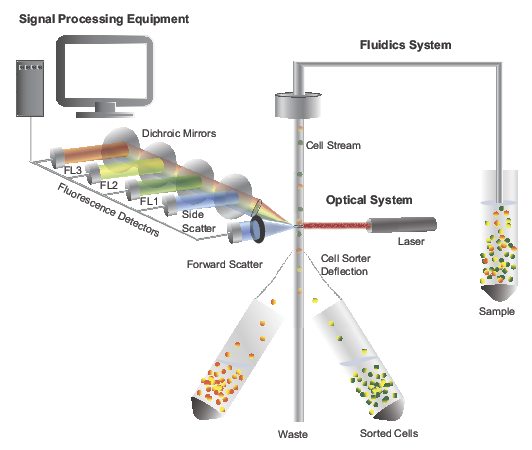 Schematic of a flow cytometry system