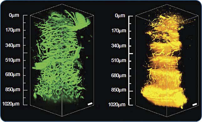 3D images from a mouse brain cerebellum extending 1 mm deep into the tissue acquired via 3PF and THG