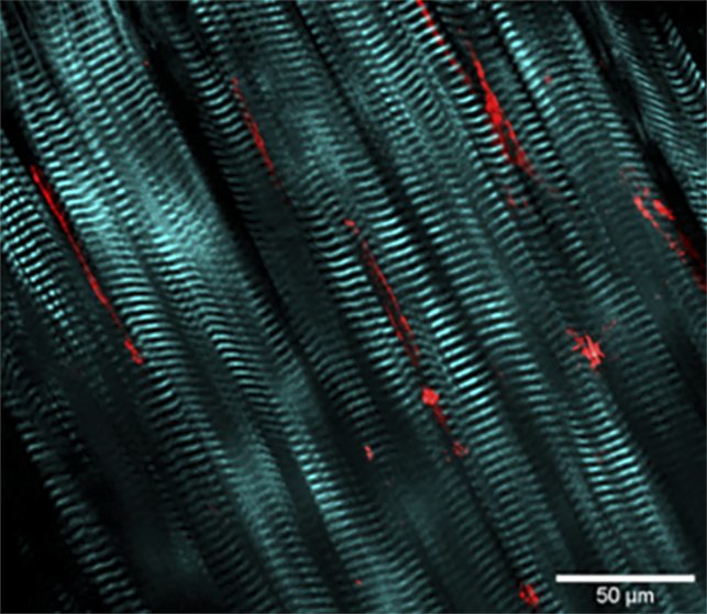 Zebrafish embryo (6 hours post fertilization) using label free THG at 1140 nm; imaged with InSight® DS+™