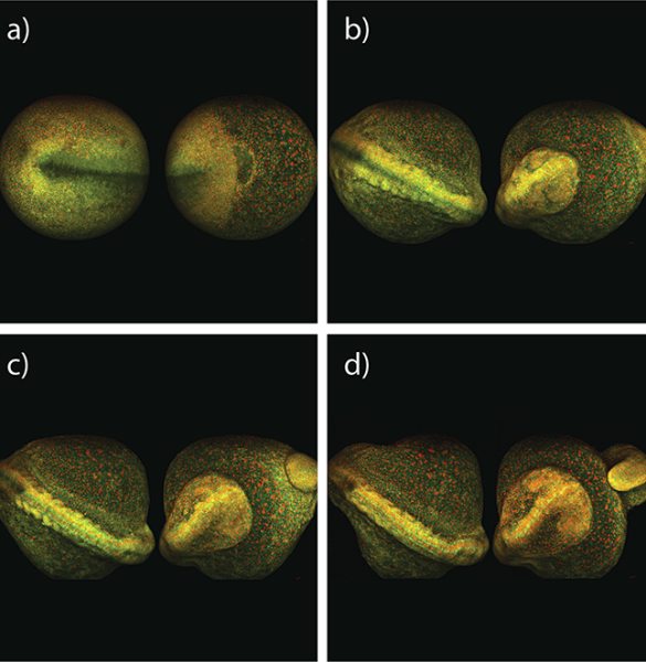 Maximum intensity projection of zebrafish embryo development, taken from both sides over 8 hours; imaged with InSight DS+.